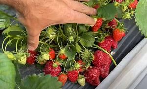 Клубника "САНДРА" (6 шт.)