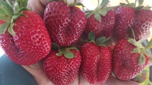 Клубника "КАБРИЛЛО" ремонтантная (6 шт.)