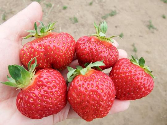 Клубника "ХОНЕЙ" ( 6 шт.)